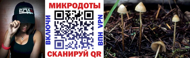 магазин  наркотиков  Багратионовск  Псилоцибиновые грибы мицелий 